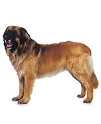 thumb leonberger