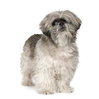 thumb lhasa apso