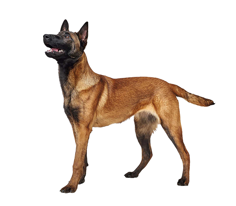 belgianshepherdmalinois 0