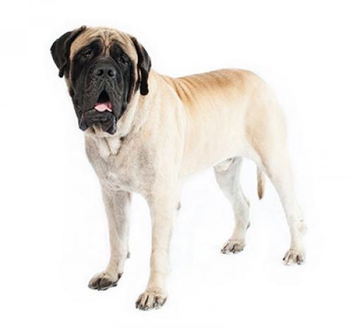 mastiff