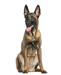 thumb malinois