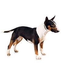 thumb miniature bull terrier