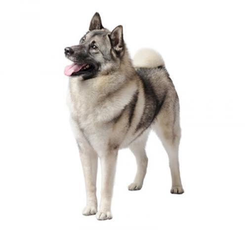 norwegian elkhound