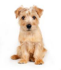 thumb norfolk terrier 0 636246647584396981