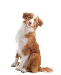 thumb nova scotia duck tolling retriever 0 636246648501125415