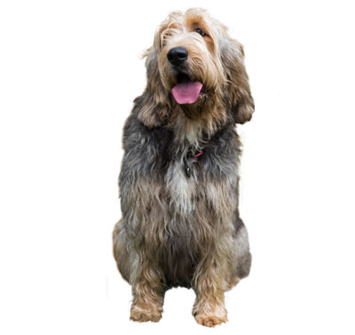 Otterhound