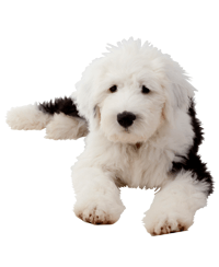 thumb old english sheepdog 0 636246648903745981