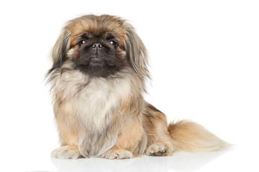 Pekingese