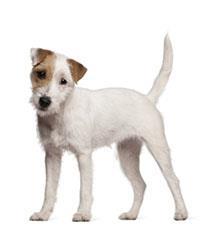 thumb parson russell terrier 0 636246649333555981