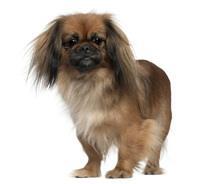 thumb pekingese 0 636246649548989981