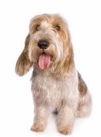 thumb petit basset griffon vendeen 0 636246649928390981