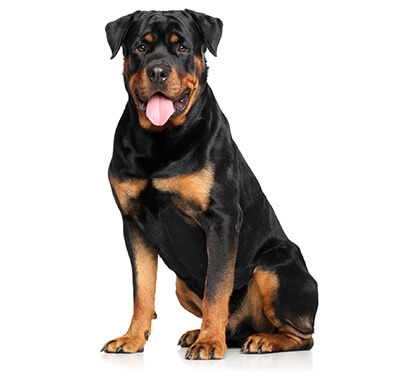 Rottweiler Klein