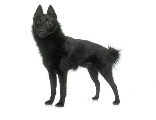 schipperke 1