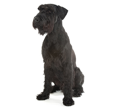 schnauzer 1