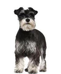 schnauzer