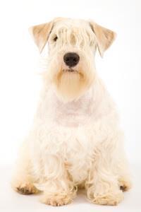 sealyham terrier