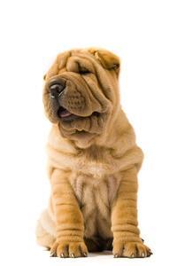 shar pei