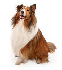 shetland sheepdog 1