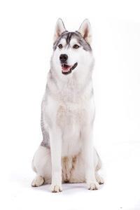 siberian husky