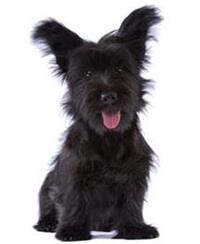 skye terrier