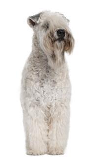 soft coated wheaten terrier