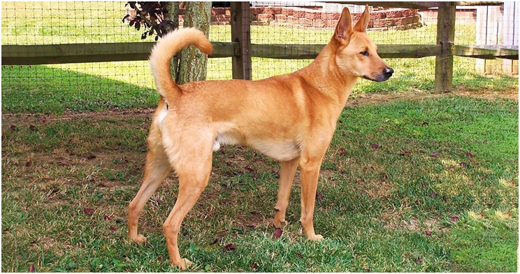 Carolina Dog