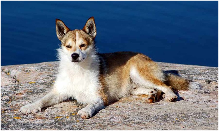 Norwegischer Lundehund