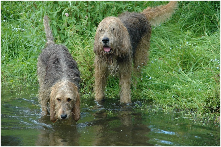 Otterhund