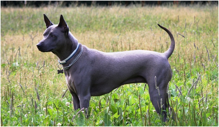 Thai Ridgeback