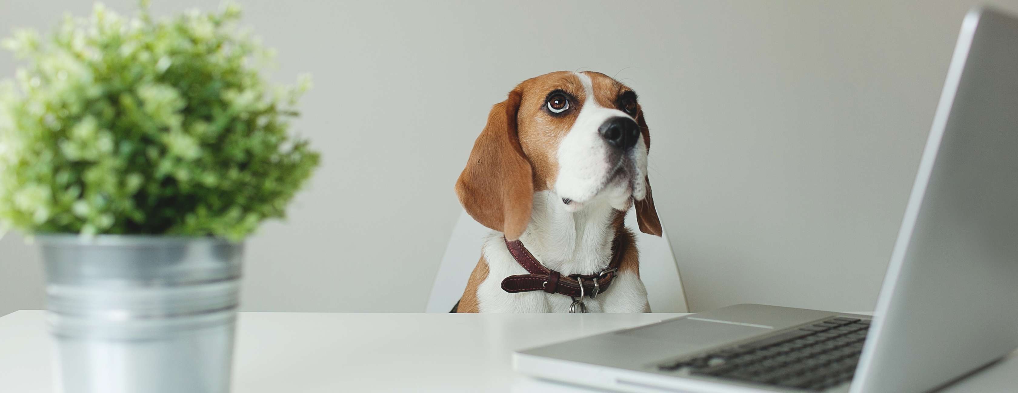 hunde im büro3