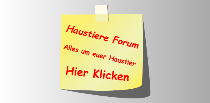 Forum Bild