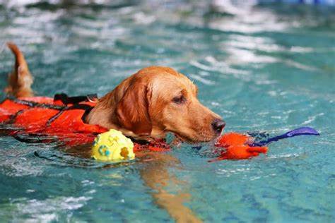 Schwimmen_mit_dem_Hund.jpg