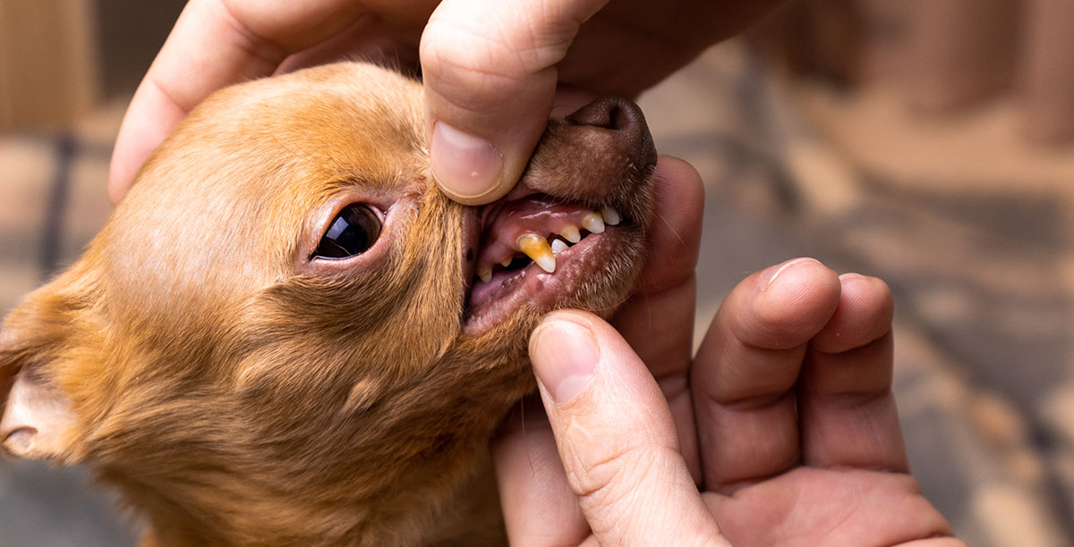 Zahnpflege_beim_Hund.jpg