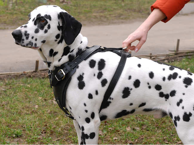 hund mit geschirr