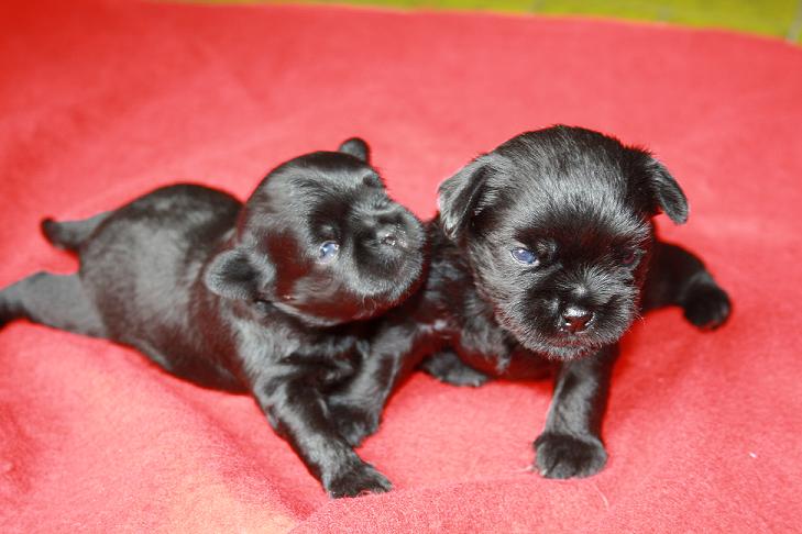 Affenpinscher Welpen