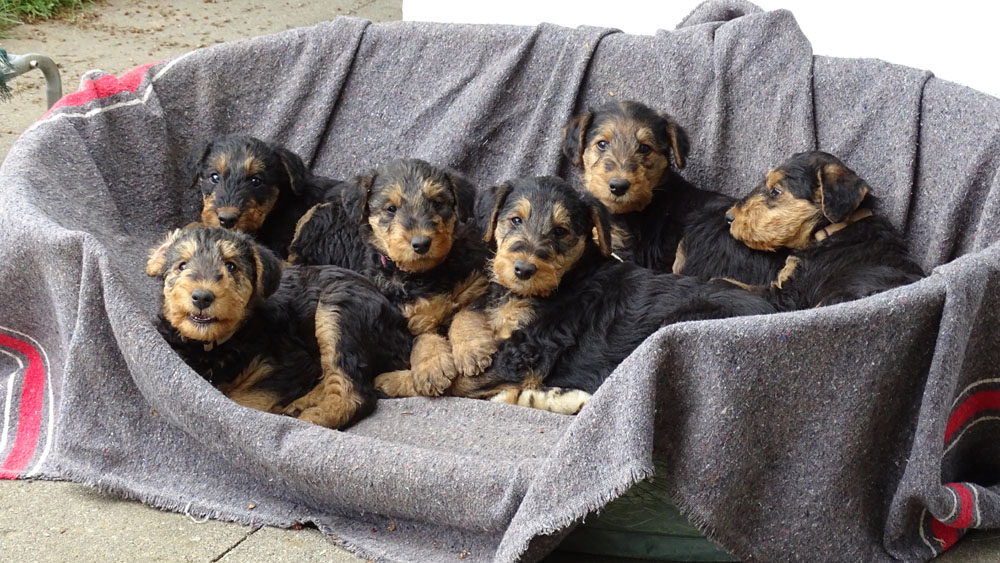 Airedale Terrier Welpen