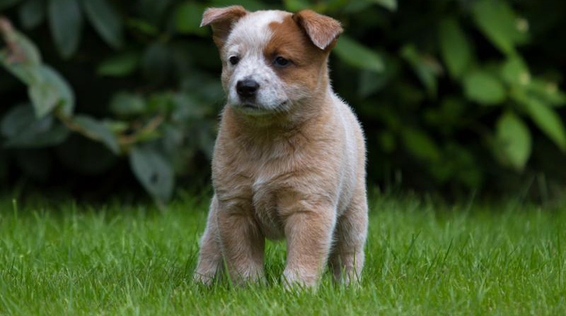 Australian Cattle Dog Welpe