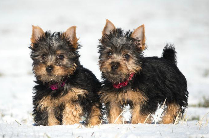 Australian Silky Terrier welpe