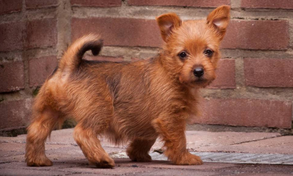 Australian Terrier welpe