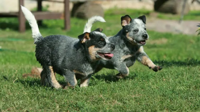 Australian Cattle Dog Welpen