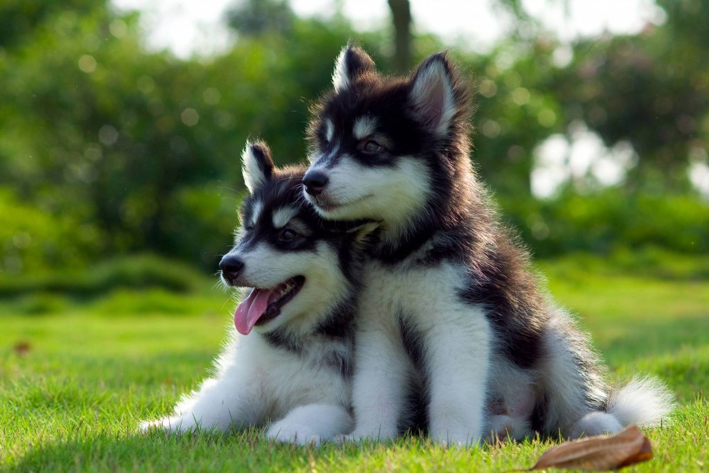 alaskan malamute welpen