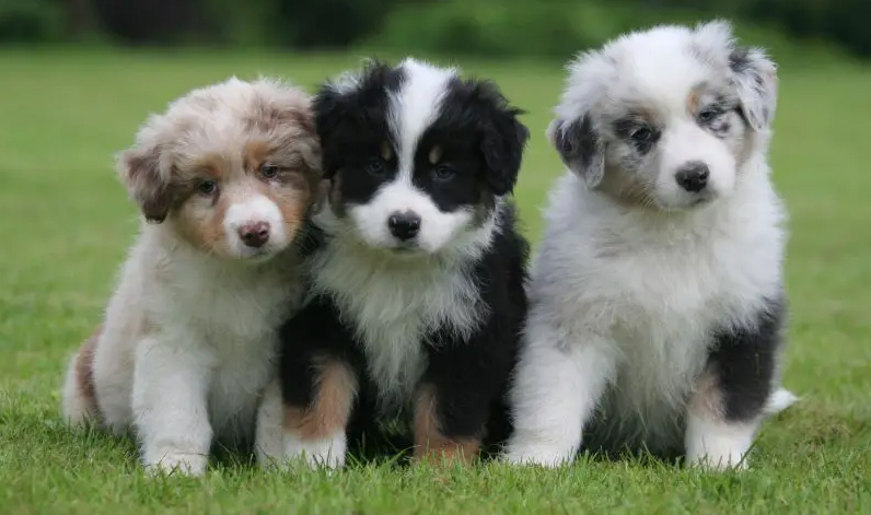 australian shepherd welpen