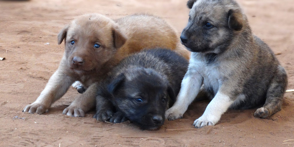 hunde streuner tierschutz streunerschutz weltweit welttierschutzgesellschaft 1 1024x512