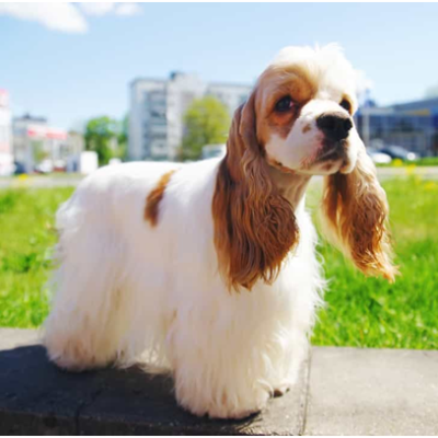 Amerikanischer Cockerspaniel