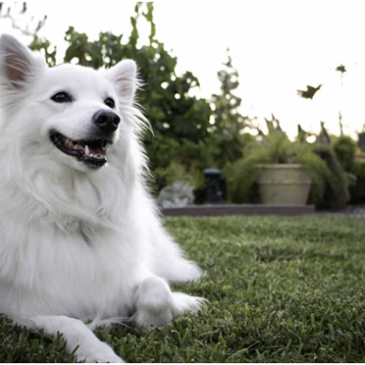 Amerikanischer Eskimohund