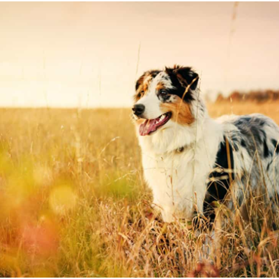 Australian Shepherd