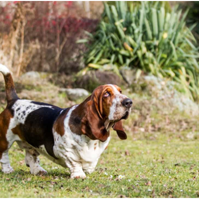 Basset