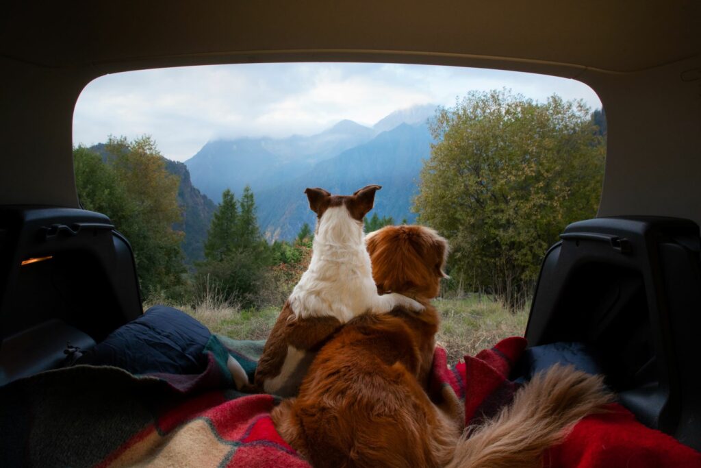 zwei-hunde-machen-camping.jpg